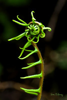 Spring Sprite