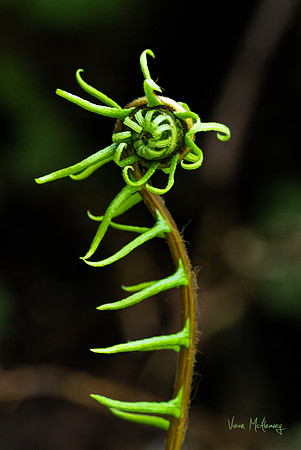 Spring Sprite
