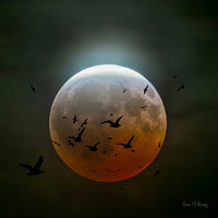 Blood Moon