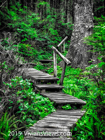 Rising from the Thicket