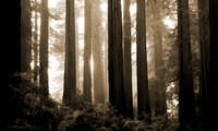 The Woods