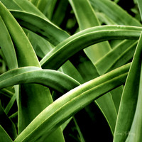 Agave Weave